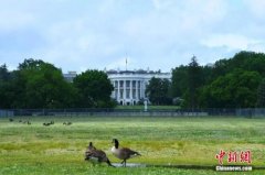 美国专家：美政府关税行动“不合法”全球经济